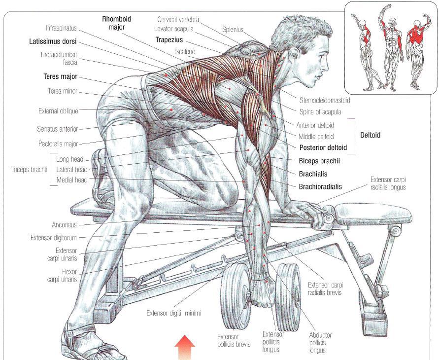 My Current Lifting Routine in 2016 – Part 2 – Tuesdays and Fridays