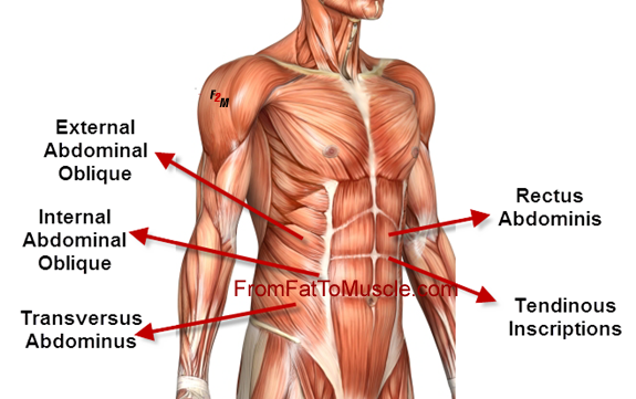 human-anatomy-abdomen-abs2